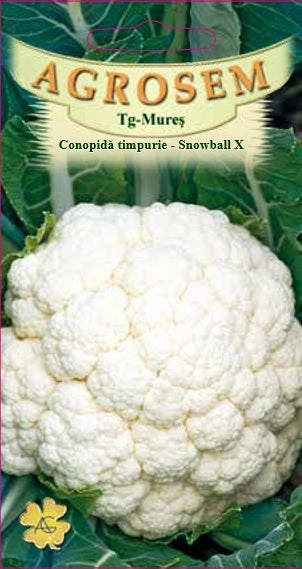 Conopidă timpurie- Snowball X