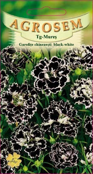Garofițe chinezești - black white