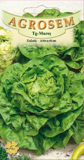 Salată Attraction
