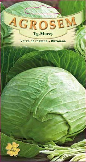Varză de toamnă Buzoiana