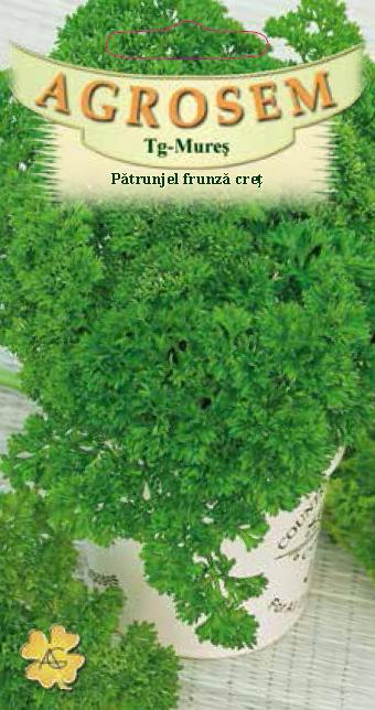 Pătrujel frunză creț