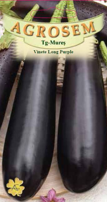Vinete Long Purple